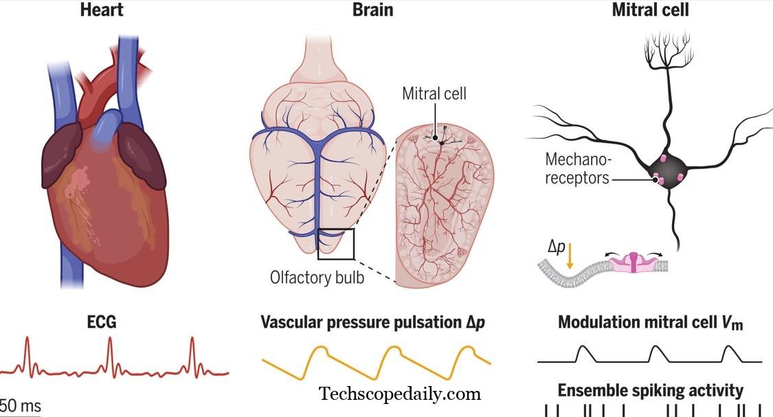 The Neuroscience Behind the Pulse